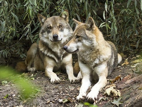 9. И финальный вопрос: на каких животных похожи вы и ваш молодой человек?