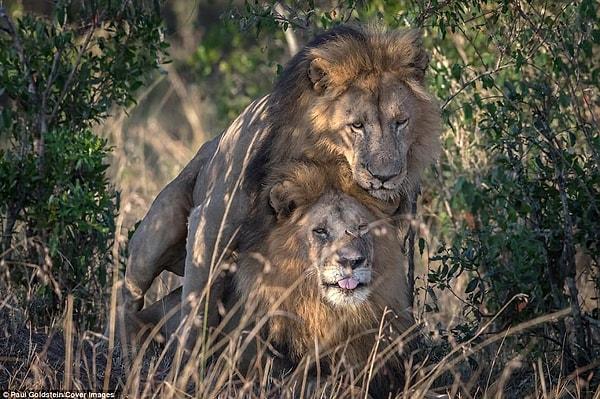 Kenya'da Masai Masa'da iki erkek aslan çiftleşmeden önce çalılıkların arasına girerken görüntülendi.
