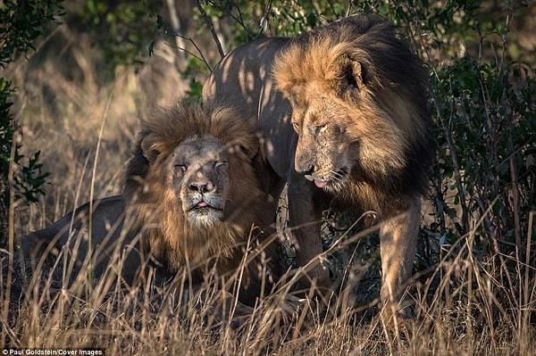 Ayrıca yine araştırmalara göre homoseksüel ilişkiler yaşayan yalnızca aslanlar değil.