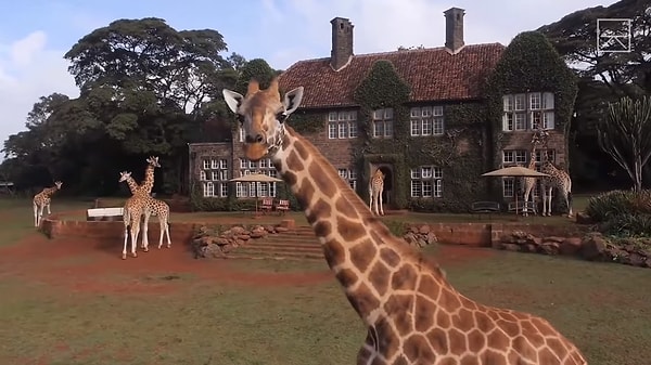 "Жирафья усадьба" (Giraffe Manor) в Найроби, Кения, предлагает постояльцам ночлег и завтрак.