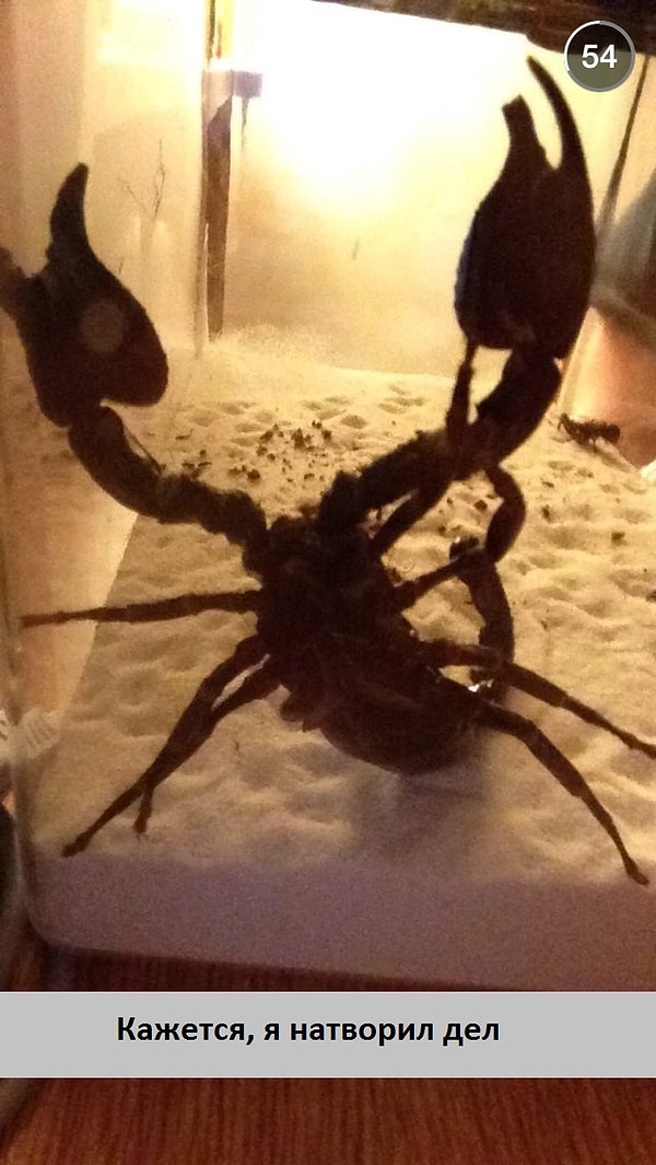 18. "Друг напился и купил себе скорпиона"