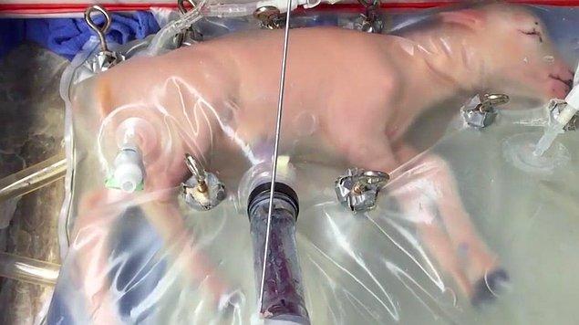 Bu yılın başlarında bilim insanları, kuzu fetalinin yapay "biyoçanta"larda kuluçkaya yatırılabileğini göstermişlerdi ve bu yöntem ileride prematüre bebeklerin hayatını kurtarmak için kullanılabilir.