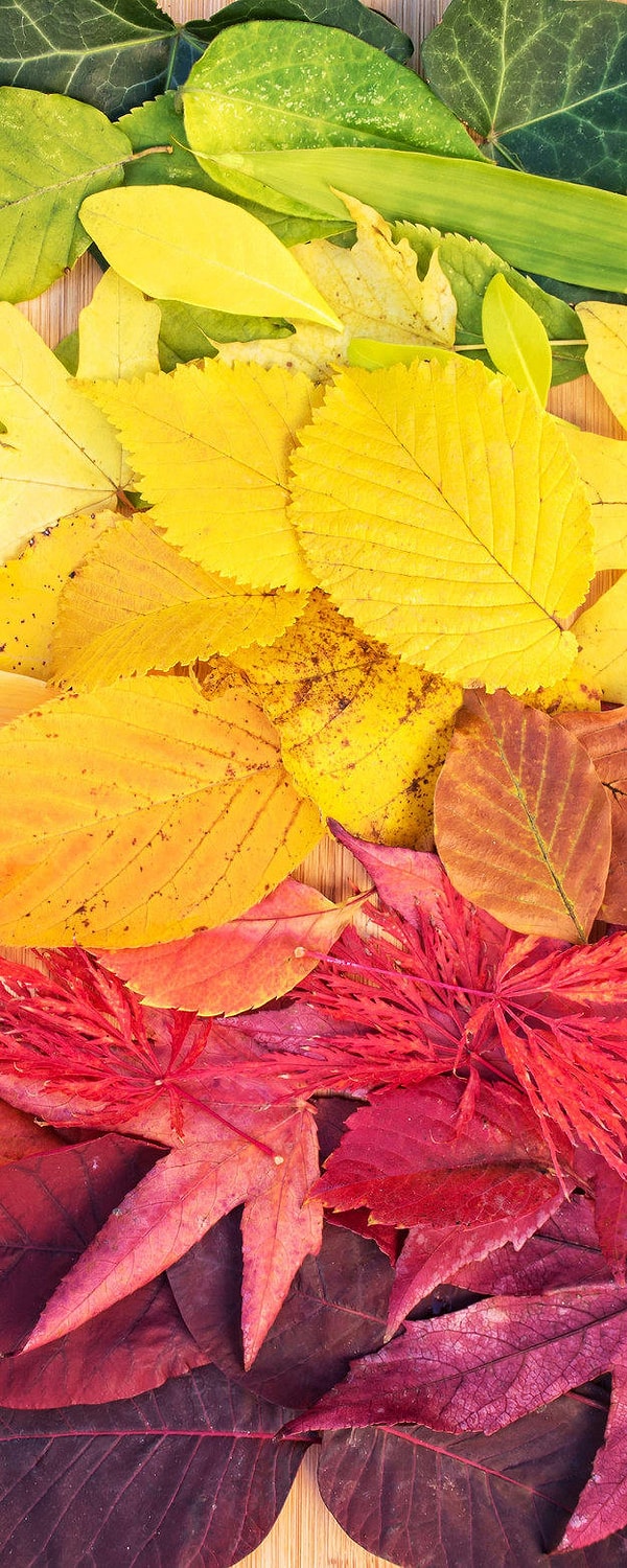 Больше всего вы любите то, что листья меняют свой цвет!