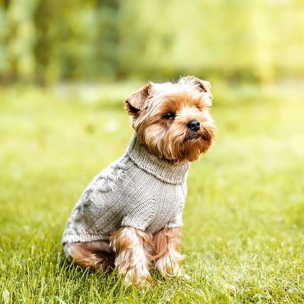 Больше всего вы любите то, что можно купить своему питомцу новый свитер!