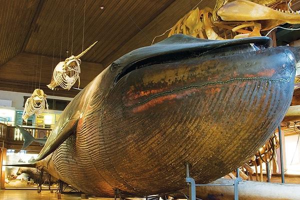 15. İsveç Müzesi’nde doldurulmuş bir balina var. Daha da ilginç olansa, bir defasında bu balinanın içinde seks yapan bir çiftin yakanması.