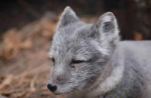 1. Домашние лисы значительно отличаются физически от своих диких предшественниц.