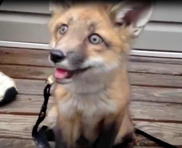 2. Их гены значительно отличаются от лисьих.