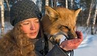 А вы знали, что домашних лисиц вывели у нас в России? 😲