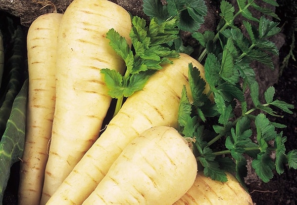 3. Пастернак - это тоже самое, что и сельдерей?