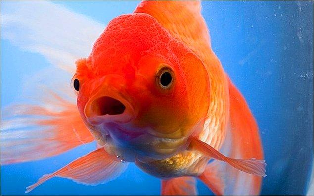 18. Japon balıklarının hafızası 3 saniye midir?