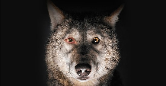 10 мощных фильмов 2017 года, о которых почему-то никто не говорит