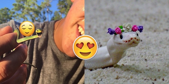 Ofidiyofobisi Olanlar Buraya! Birbirinden Sevimli Bu Yılanlar Bütün Korkunuzu Ortadan Kaldıracak!