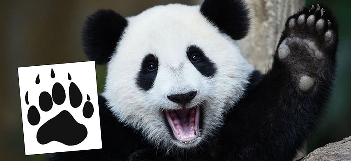 Тест для следопытов: Угадайте животное по его следу!