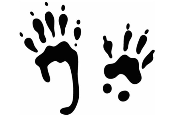 10. И последний вопрос: чьи это, по-вашему, следы?