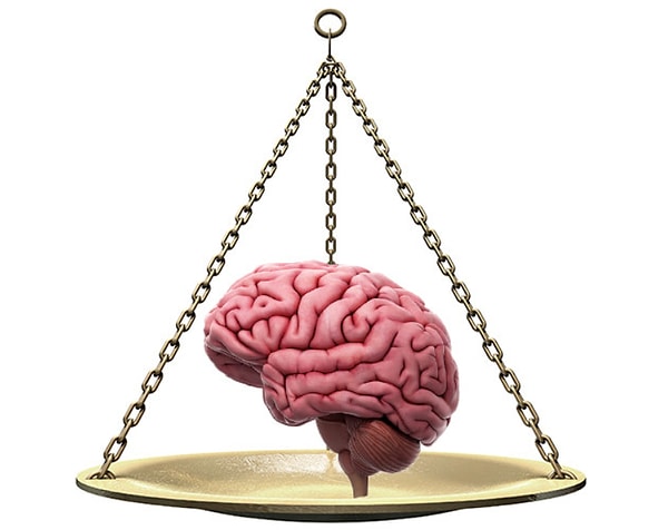 1. Итак, какой в среднем вес человеческого мозга?