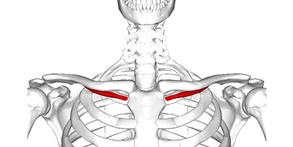4. Подключичная мышца