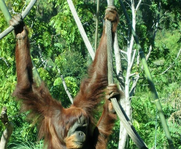 8. Длинные ладонные мышцы