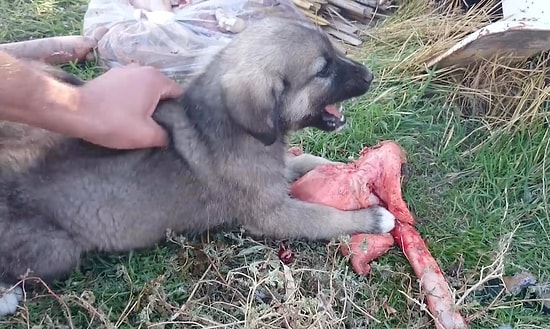 Kangal Yavrusu Yemek Yerken Ellenmez
