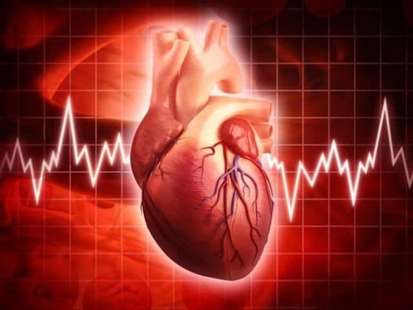 11. Сколько камер в сердце человека?