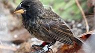 Darwin Olsa Duygulanırdı! Yeni Bir Kuş Türü Resmen Gözler Önünde Evrimleşti