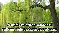 Ormanların Venüsü Dişbudaktan, Yeşilliğini Hiçbir Zaman Kaybetmeyen Karaçama Ağaçlar Hakkında İlginç Bilgiler
