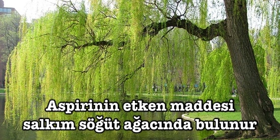 Ormanların Venüsü Dişbudaktan, Yeşilliğini Hiçbir Zaman Kaybetmeyen Karaçama Ağaçlar Hakkında İlginç Bilgiler