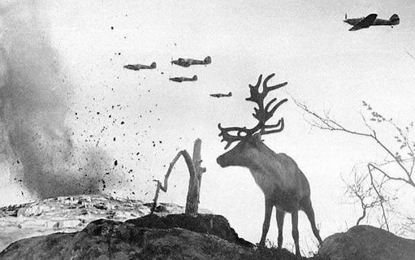 11. İkinci Dünya Savaşı'ndaki bombardımanlardan birinde objektife takılmış bir geyik.