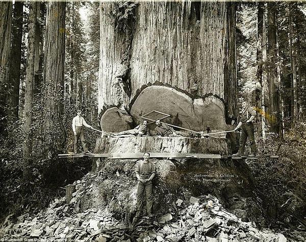 21. Kaliforniyalı oduncular, 1915.