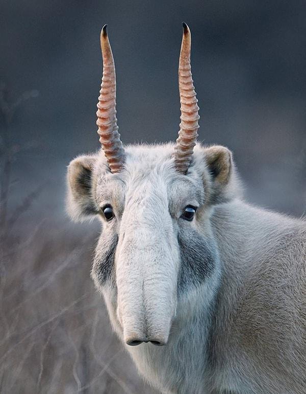 10. Garip görünüşlü burnuyla dikkat çeken bir antilop; sayga.