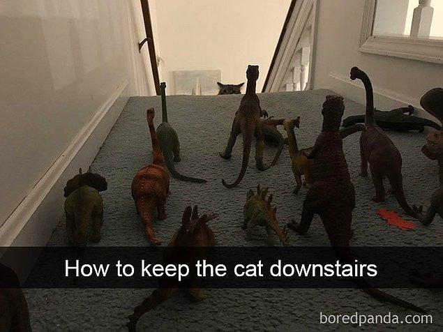 7. Kediyi alt katta nasıl tutarsın: