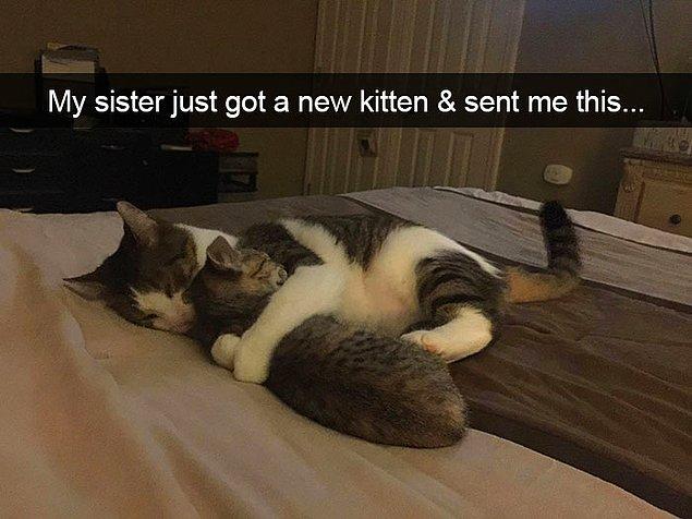24. "Kız kardeşim yavru kedi aldı ve bana bunu gönderdi."