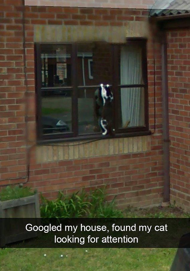 29. "Evimi googleladım, kedimi ilgi ararken buldum."