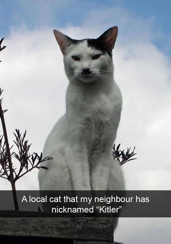33. "Komşumun 'Kitler' lakabını taktığı mahalle kedisi."