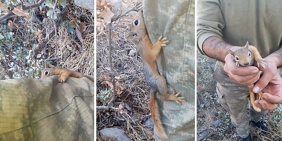 Doğada Askerlerimizle Barışık Yaşayan Yabani Sincap