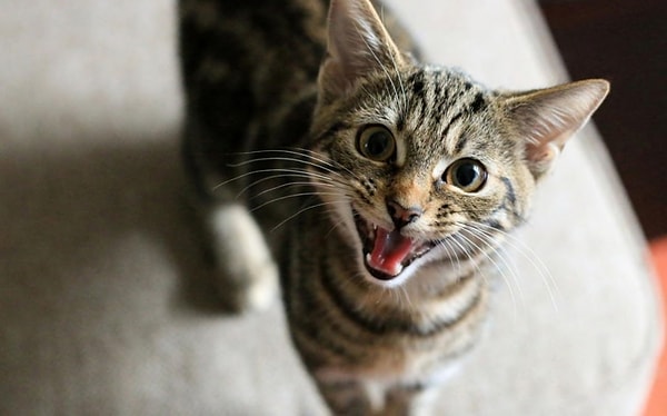 11. Умение котов мяукать со временем эволюционировало для более качественной коммуникации с человеком 😻