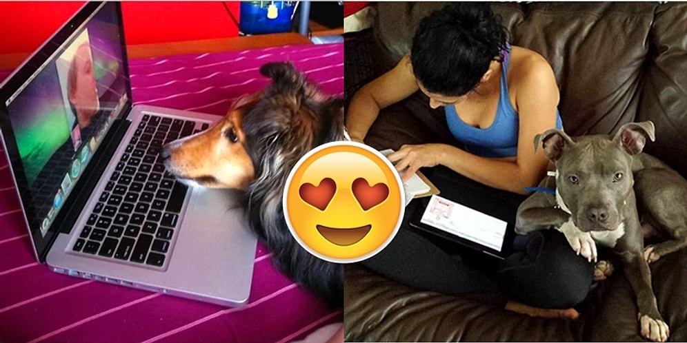 Duygulu Kalplerinden Öperiz! Sahiplerinin Partnerini Çalıp Hiç de Suçlu Hissetmeyen Utanmaz Minnoşlar