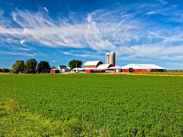 5. Вы бы предпочли молочные продукты или соевые?