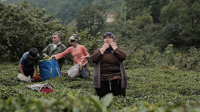 Beklenen Haber Geldi! Kuş Dili, UNESCO'nun Somut Olmayan Kültürel Miras Listesi'nde