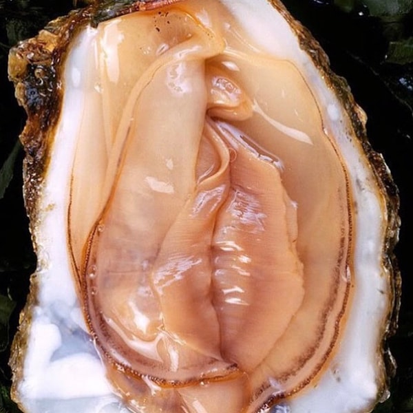 14. «Влажность» вагины обусловлена железами, выстилающими стенки влагалища