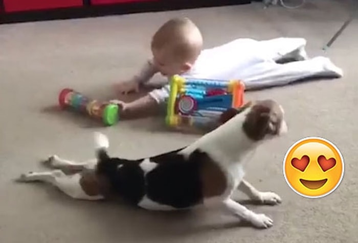 Ufaklığa Nasıl Emeklemesi Gerektiğini Gösteren Köpek