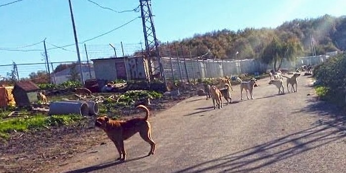 Bisiklet Sürerken Birden Önünüze Onlarca Köpek Çıksa Ne Yapardınız?