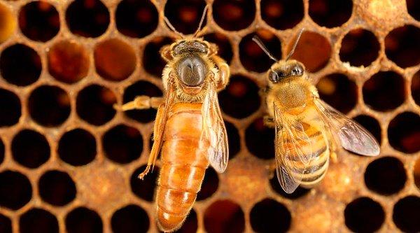 1. Kraliçe Arıların Diğer Arılarla Aynı Gene Sahip Olmasına Rağmen Görünümü Neden Daha Farklı?