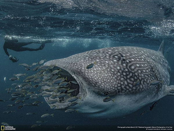 4. Дружелюбный великан, Катя Бенини