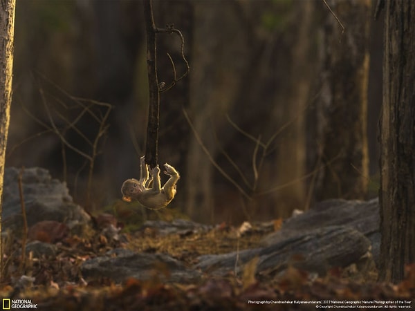 7. Время игры, Хандрашекар Калянясундарам