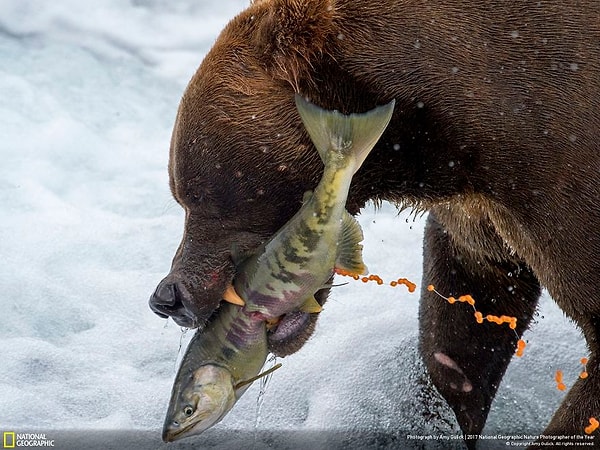 10. Сила жизни, Эми Гулик