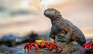 25 лучших фотографий с конкурса National Geographic Nature Photographer of the Year 2017