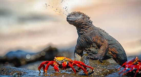 25 лучших фотографий с конкурса National Geographic Nature Photographer of the Year 2017