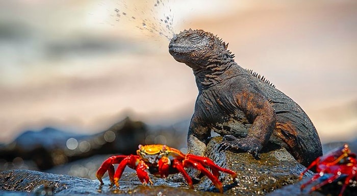 25 лучших фотографий с конкурса National Geographic Nature Photographer of the Year 2017
