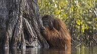 İşte Nefes Kesen Anlarında Doğa Ana! 2017 Nat Geo Doğa Fotoğrafçısı Ödülleri Sahiplerini Buldu