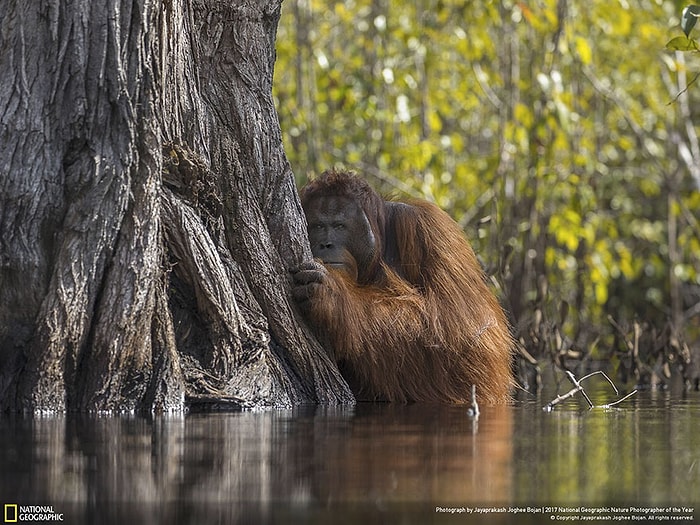 İşte Nefes Kesen Anlarında Doğa Ana! 2017 Nat Geo Doğa Fotoğrafçısı Ödülleri Sahiplerini Buldu